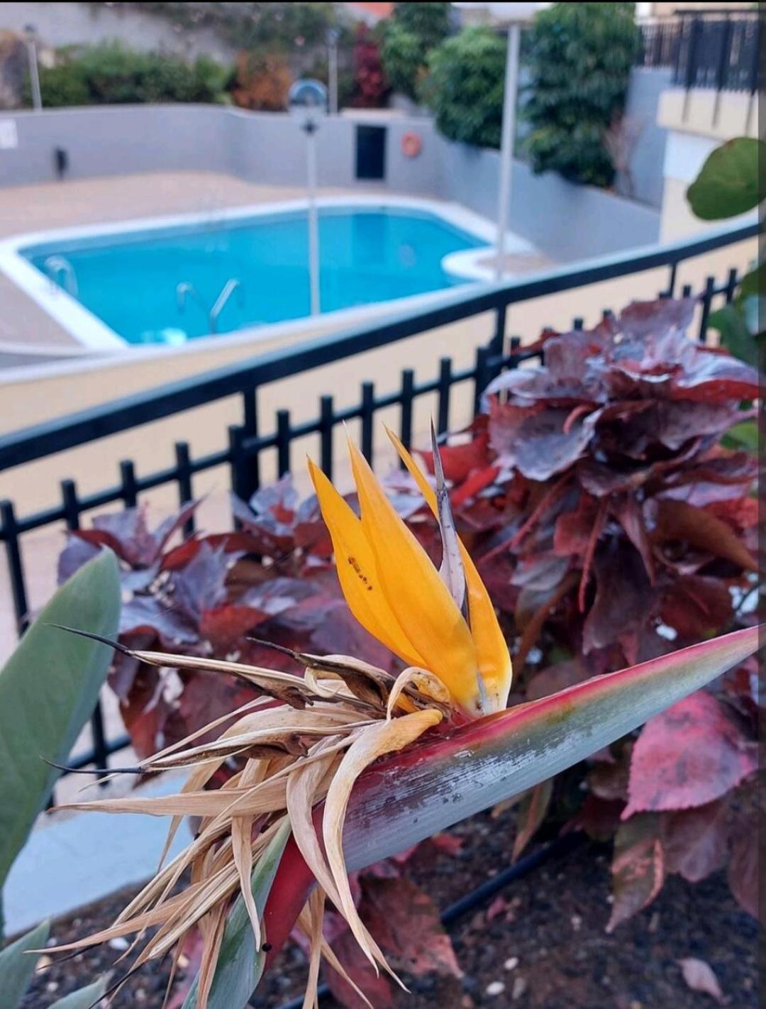 Appartamento Balcon Atlantida Candelaria Esterno foto